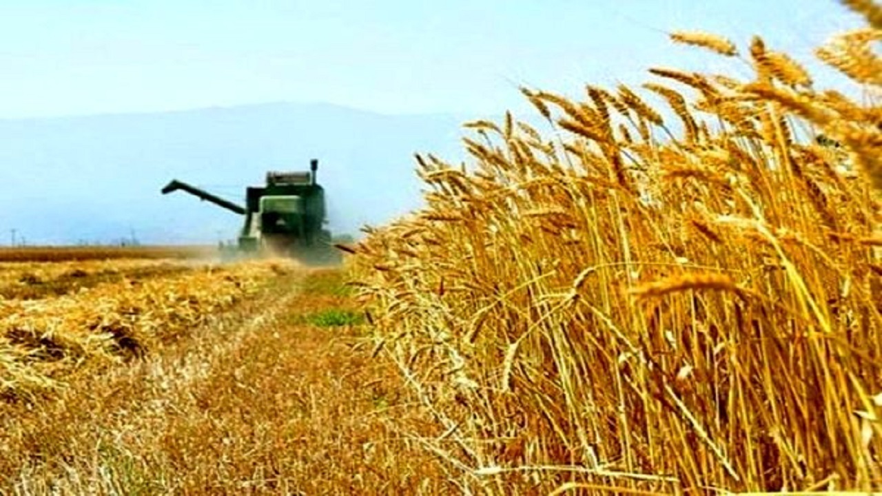 آغاز برداشت خوشه‌های طلایی گندم در بافق