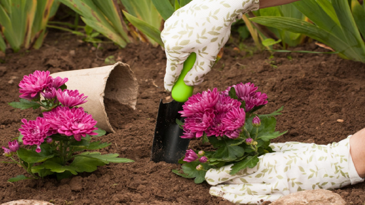 ترفندهایی برای کاشت گل و گیاه + فیلم
