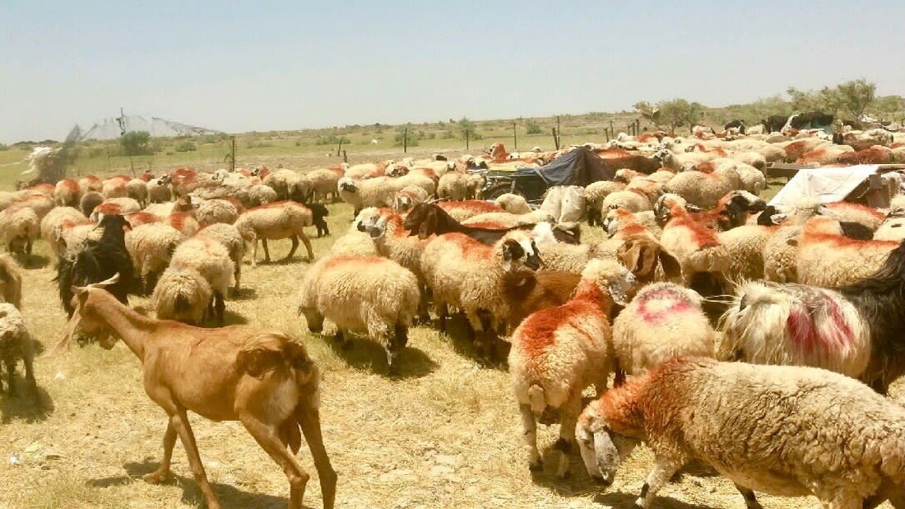 واکسیناسیون حدود یک هزار دام خاش بر علیه بیماری‌ها