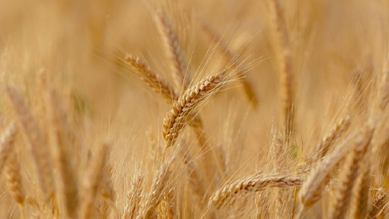 ۲۳۰ میلیارد تومان از مطالبات کشاورزان گندمکار استان ایلام پرداخت گردید