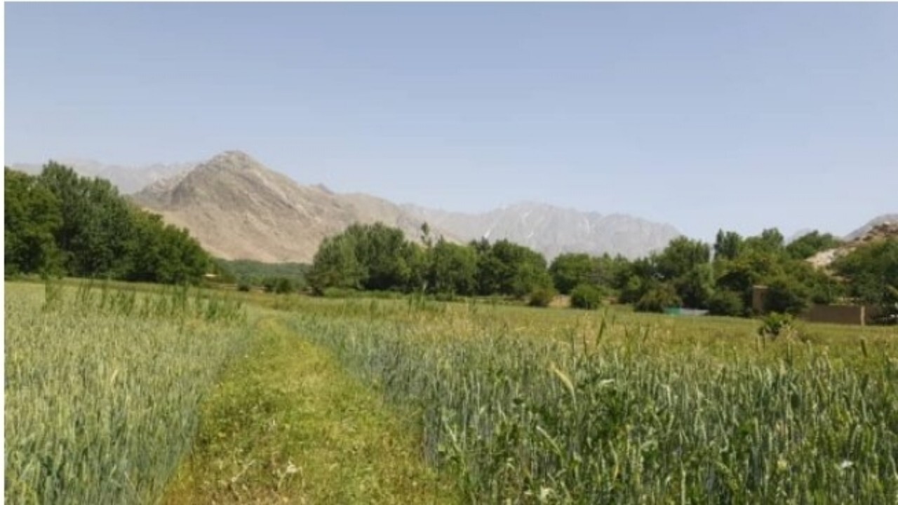طالبان ممنوعیت کشت جواری(ذرت) در کاپیسا را رد کرد