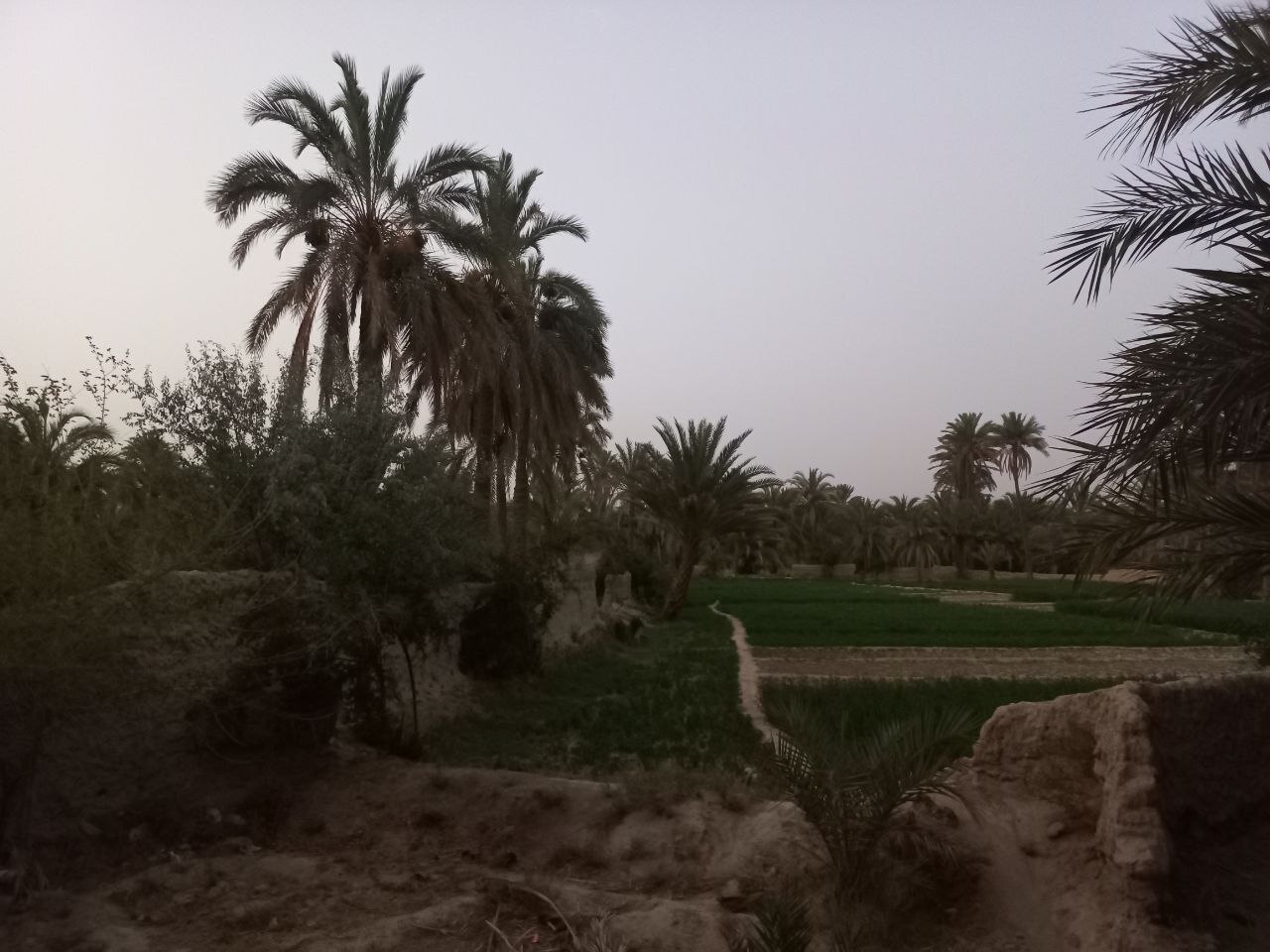 حال و هوای نخلستان های سراوان در آخرین ماه بهار + تصاویر