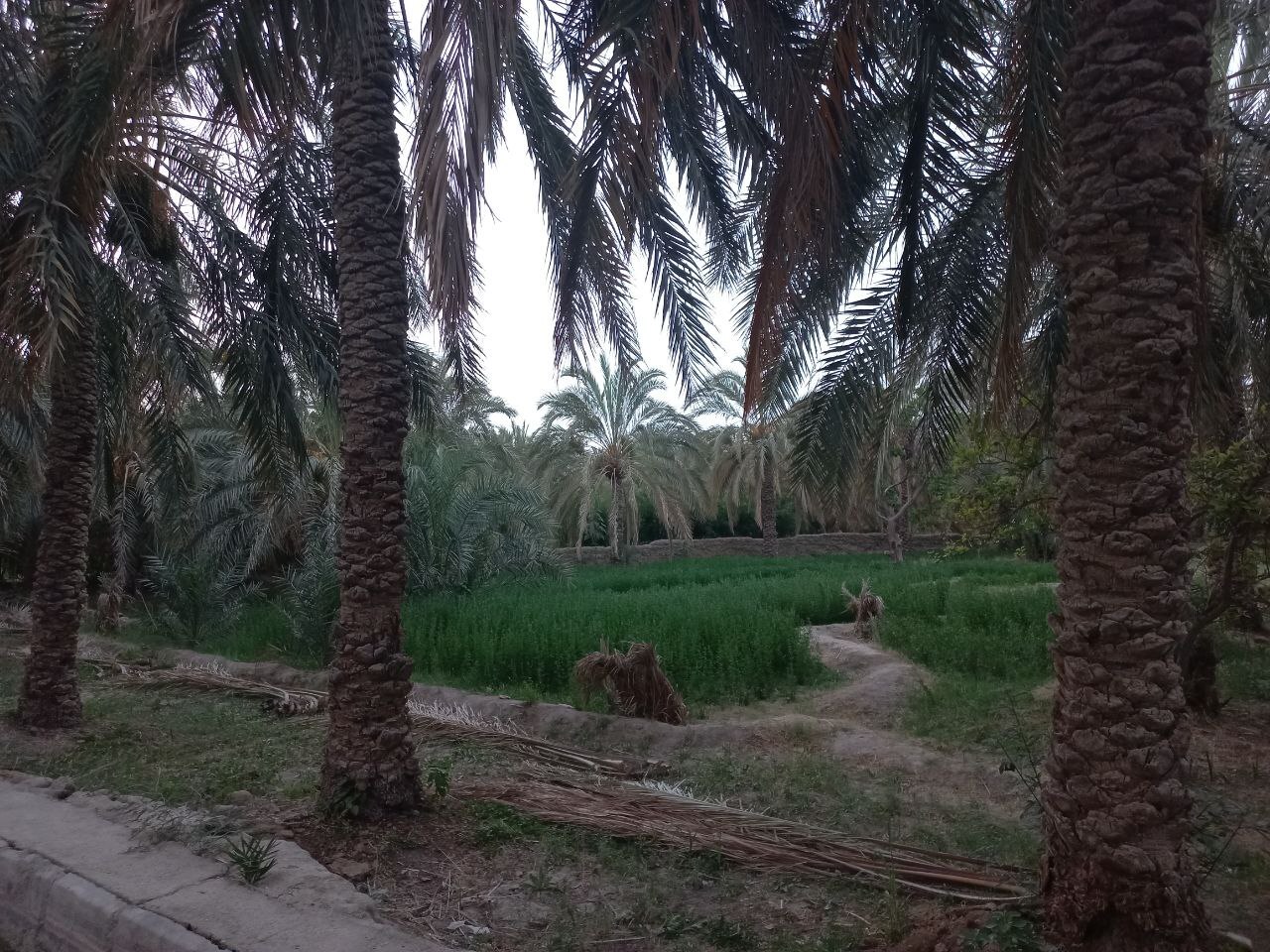 حال و هوای نخلستان های سراوان در آخرین ماه بهار + تصاویر