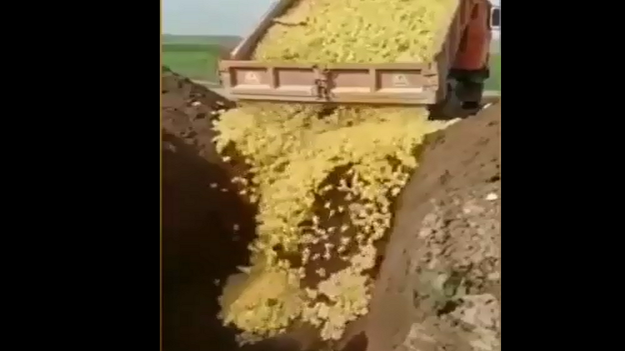 تعقیب کیفری عاملان زنده به گور کردن تعداد زیادی جوجه در اردبیل+ فیلم