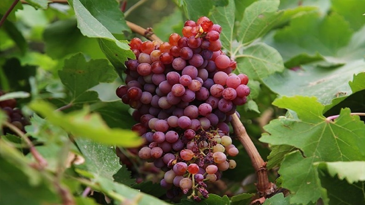 از
