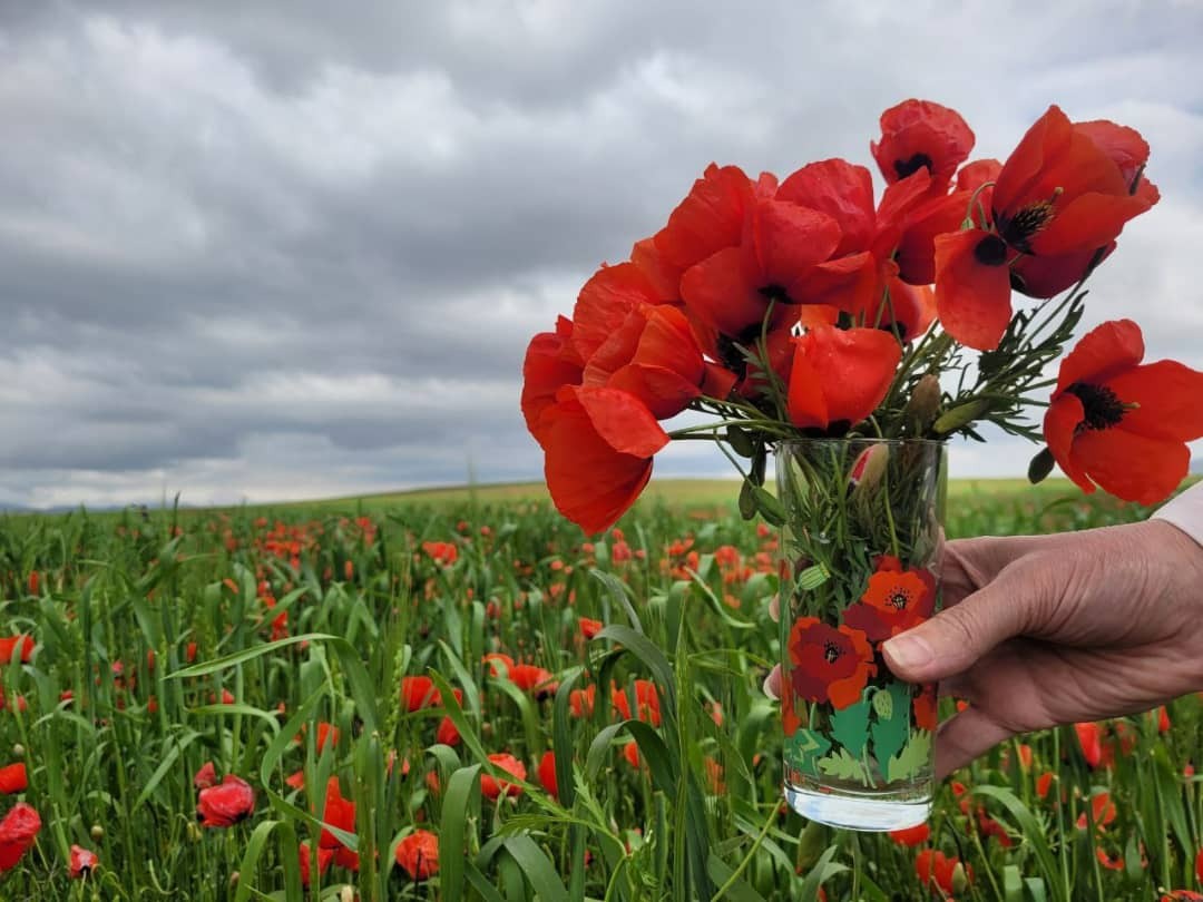دشت شقایق های باجگیران، بهشتی سرسبز برای طبیعت گردی