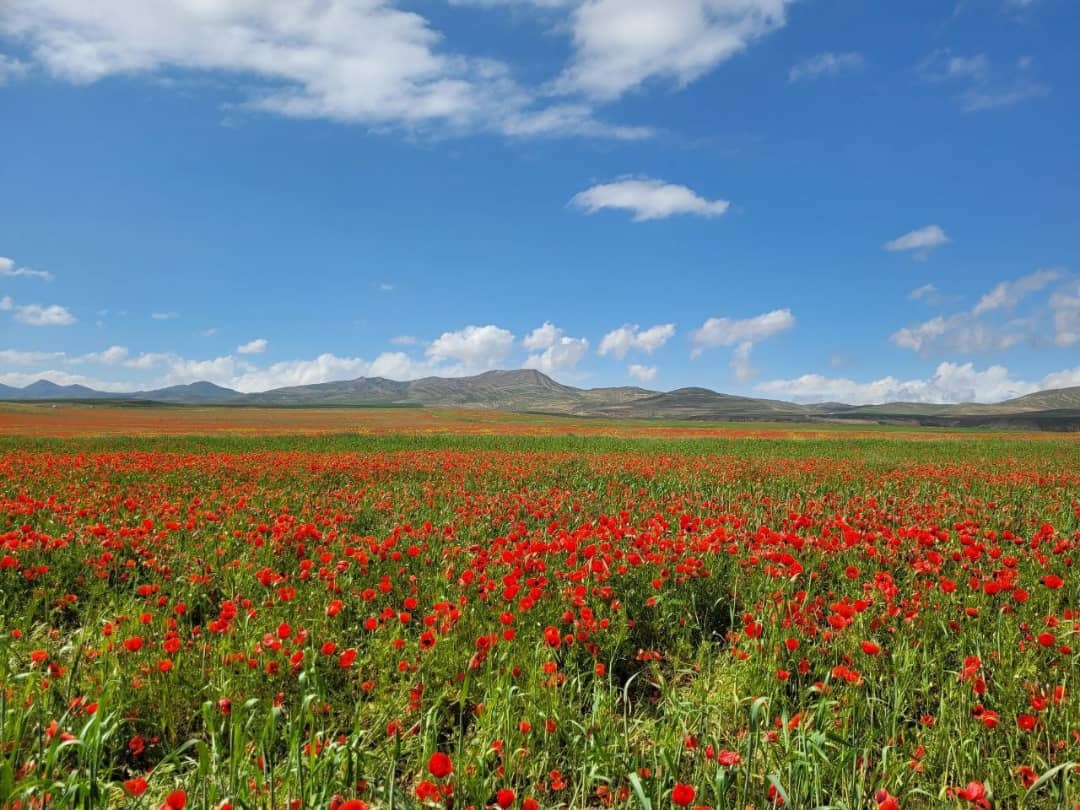 دشت شقایق های باجگیران، بهشتی سرسبز برای طبیعت گردی