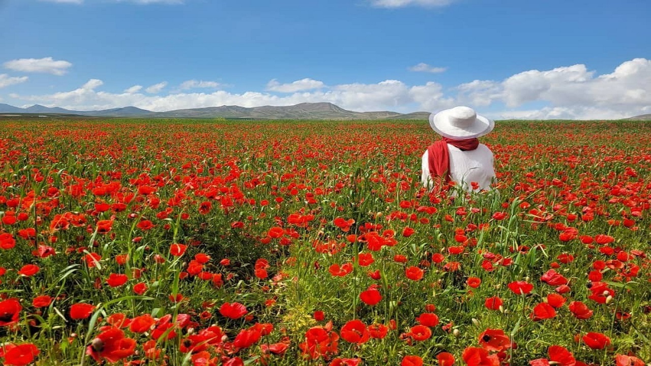 دشت شقایق های باجگیران، بهشتی سرسبز برای طبیعت گردی