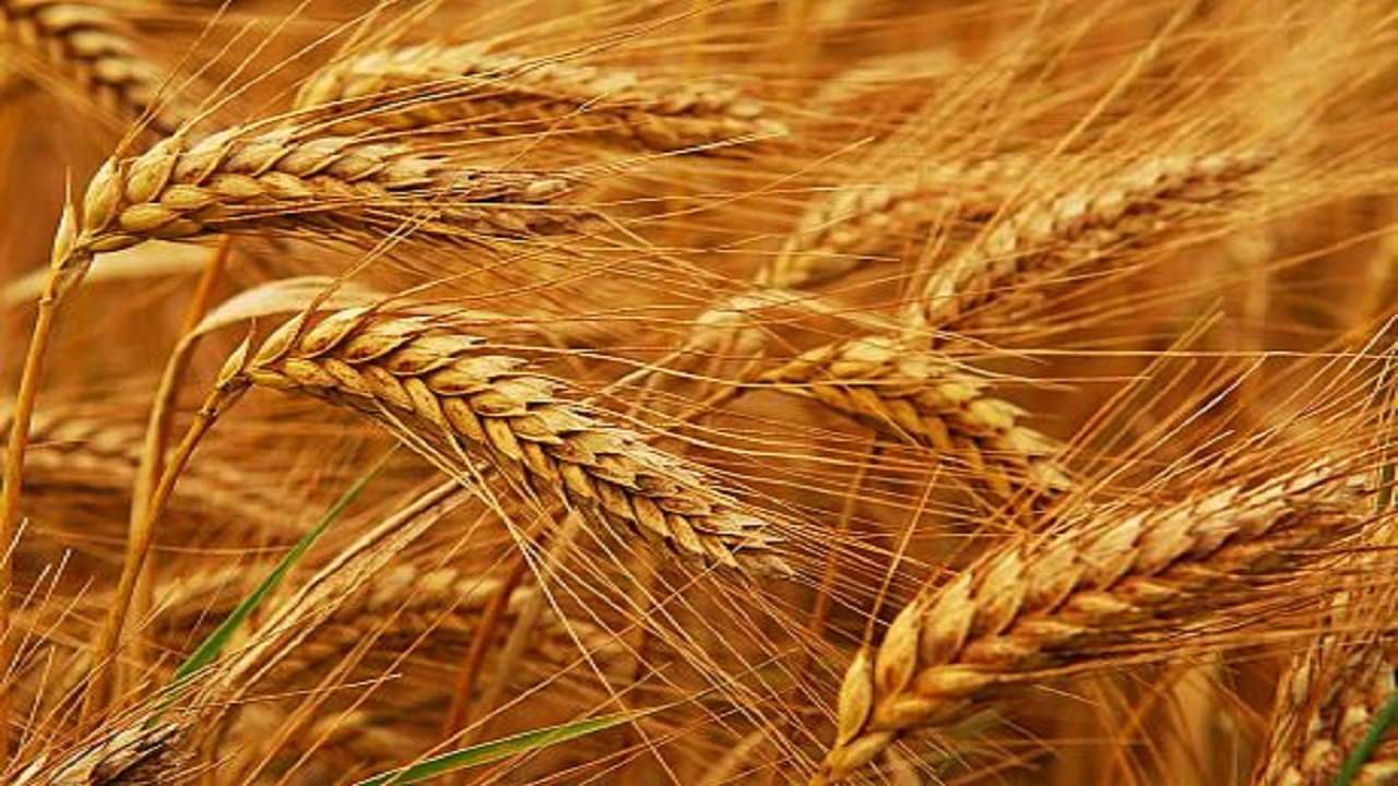 خرید تضمینی ۲ هزارو ۶۵۰ تن گندم از گندم کاران استان اصفهان