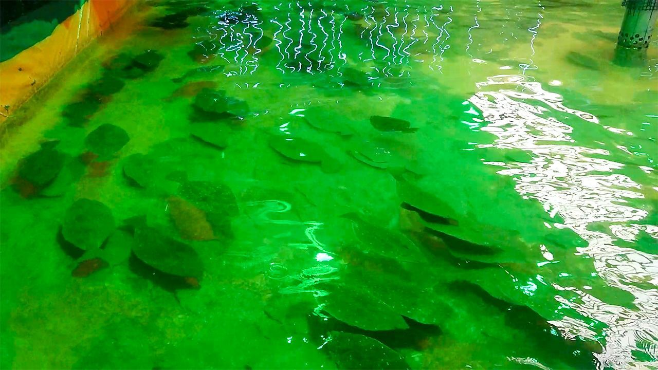 کشف روش جدیدی که سرعت رشد ماهی‌ها را افزایش می‌دهد