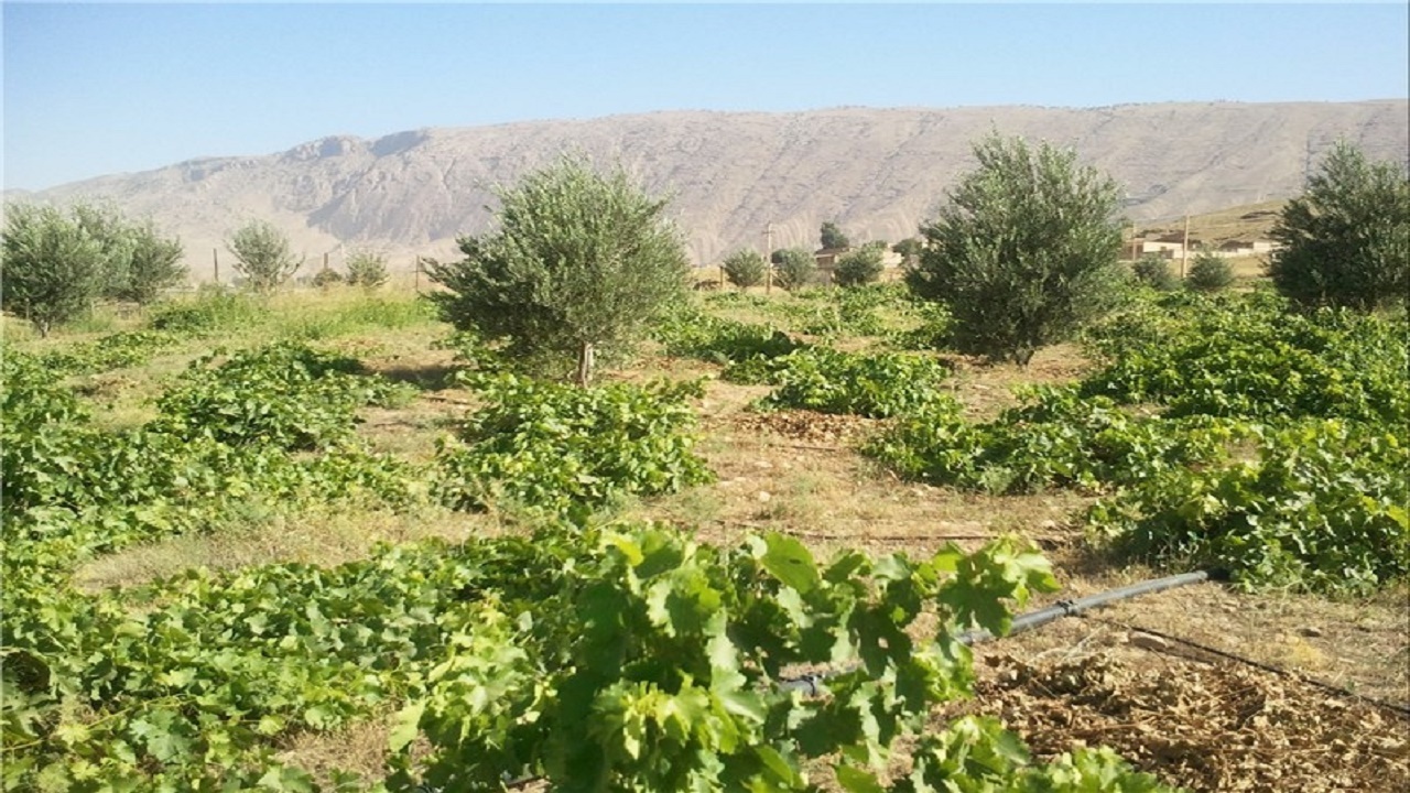 هرس باغات مو در شهر جهانی انگور