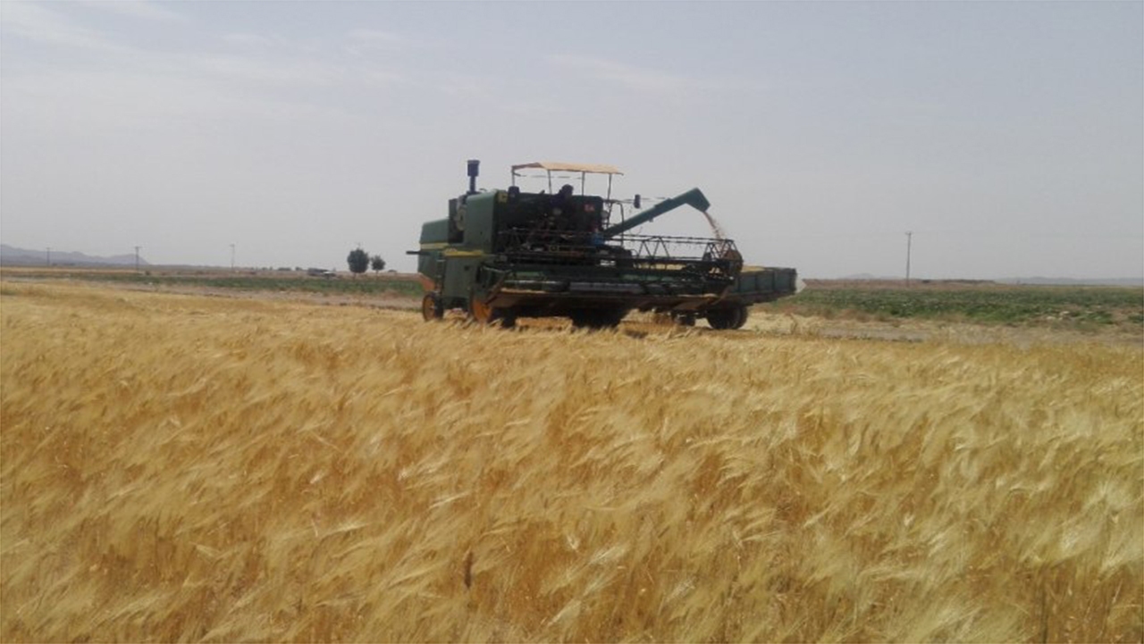 پیش بینی برداشت ۸۵۰۰ تن جو در فیروزآباد