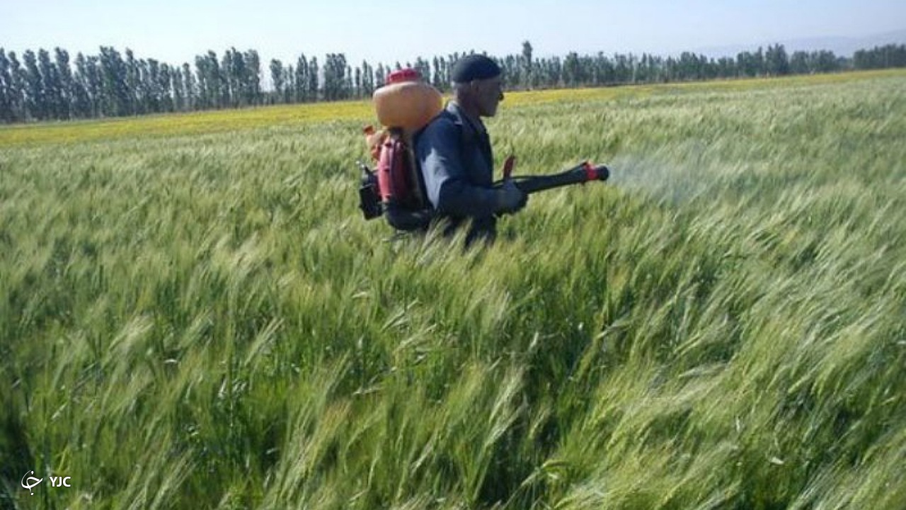 مبارزه با سن مادری گندم در ۱۰۰ هزار هکتار از اراضی آذربایجان غربی
