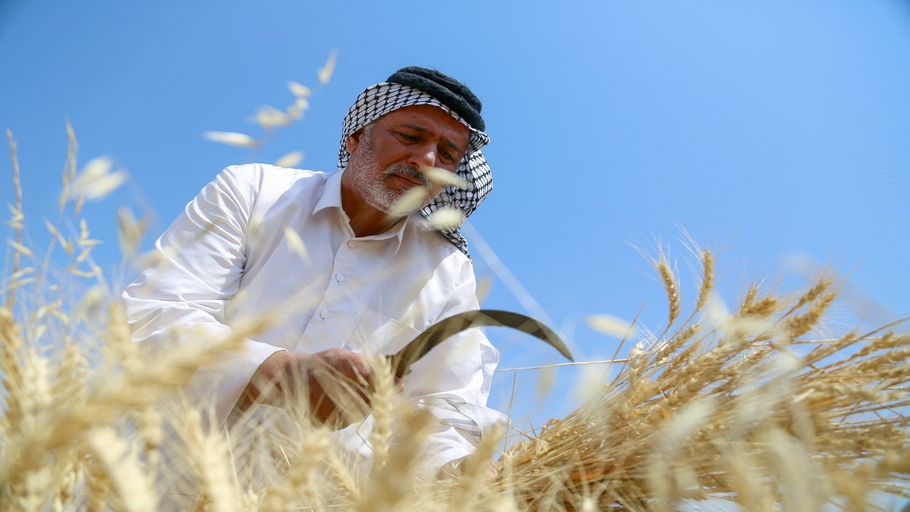 کمبود آب و جنگ اوکراین باعث نگرانی گندمکاران عراقی شده است