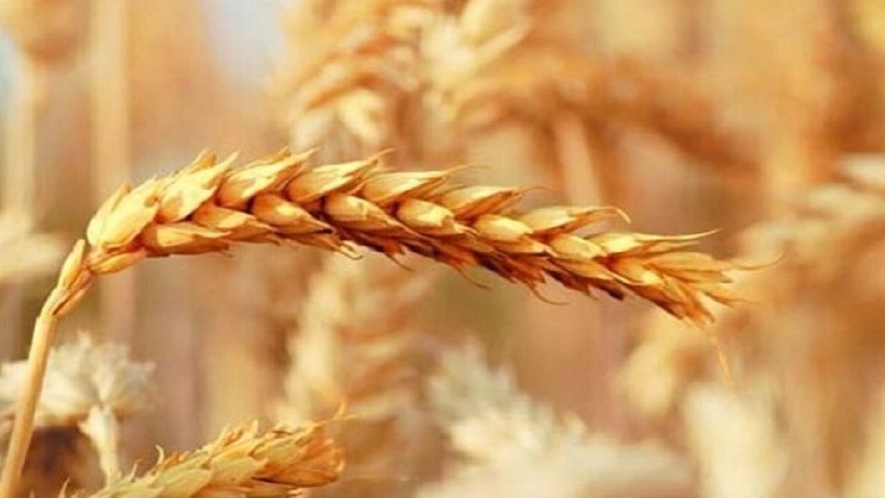 اجرای طرح پایلوت مبارزه با آفات در سرخه