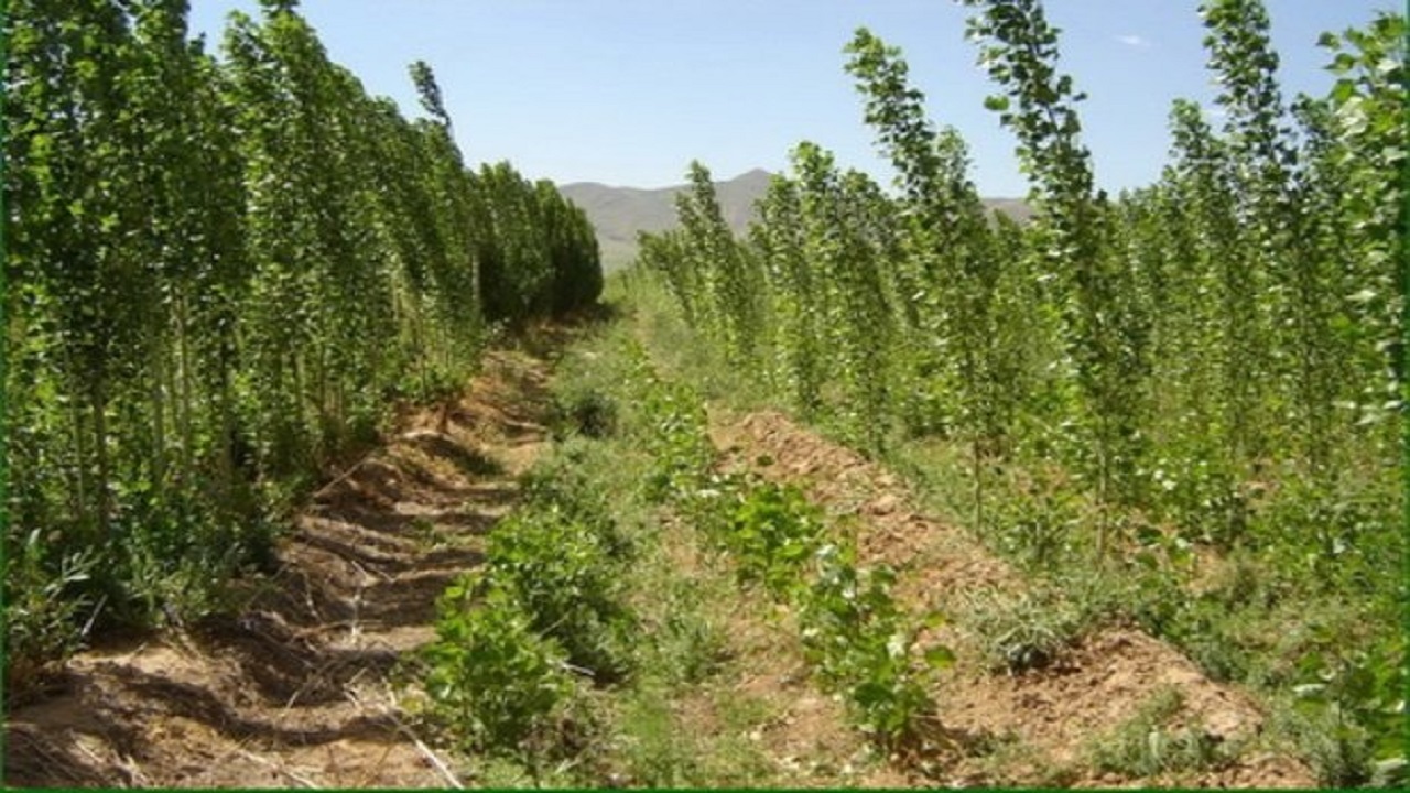 توسعه زراعت چوب در ۱۷۶ هکتار از اراضی چهارمحال و بختیاری