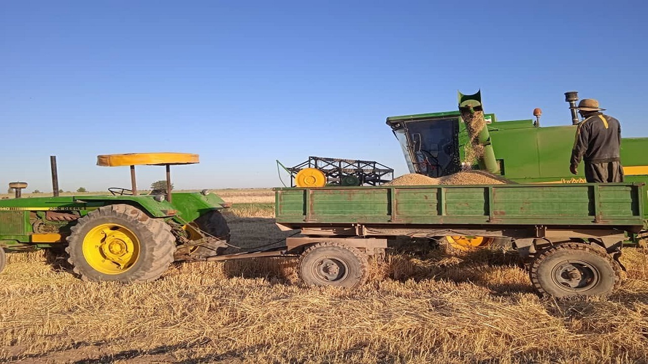 آغاز برداشت جو از مزارع کشاورزی آبیک
