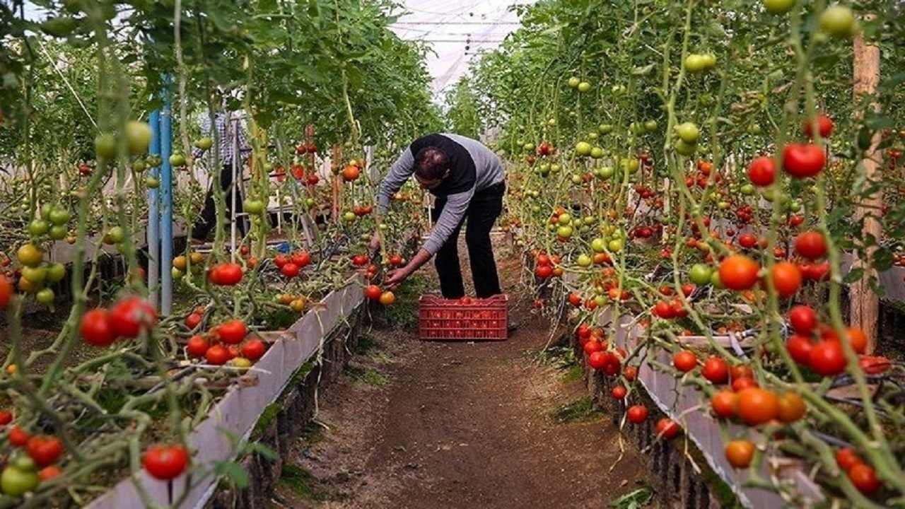 ۱۳ هزار تن محصولات گلخانه‌ای در همدان تولید شده است