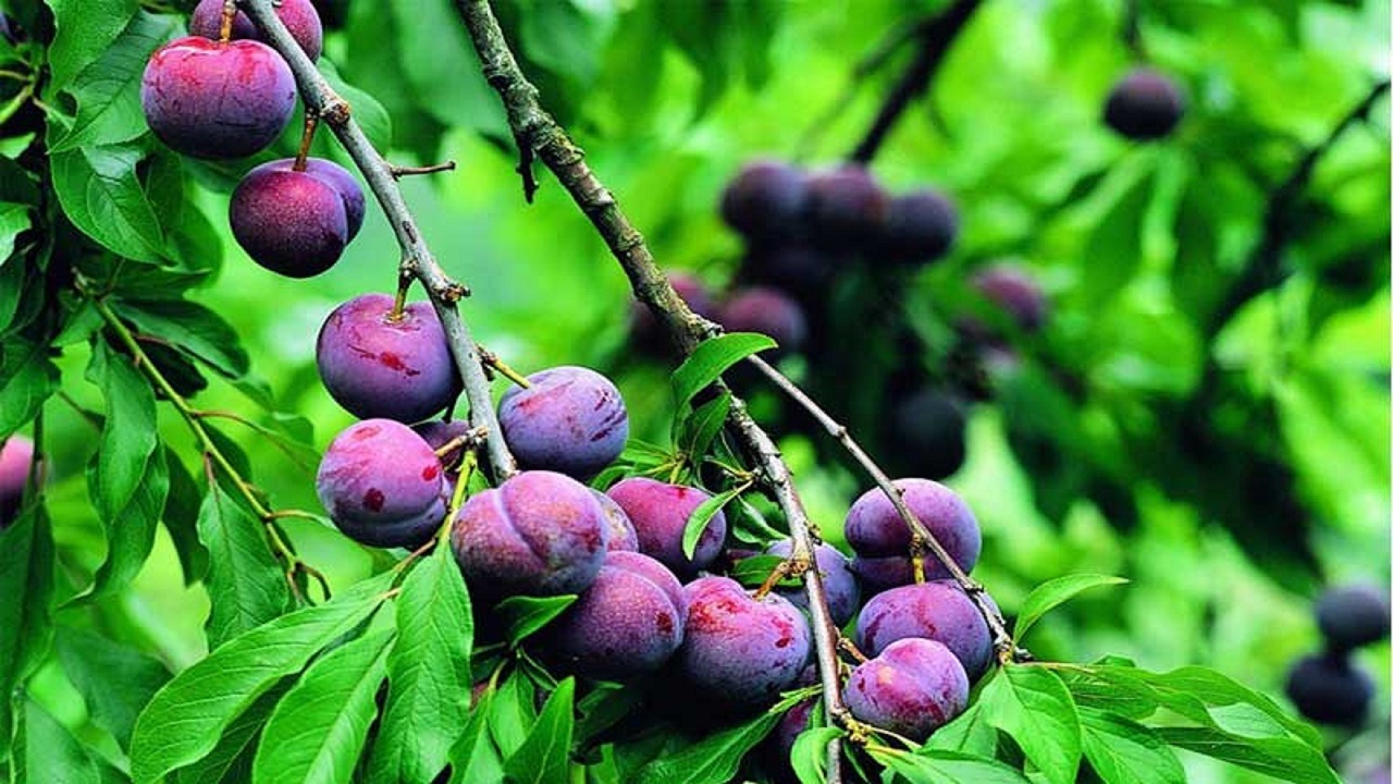 خودنمایی آلو بر روی درختان روستای مرزبن + فیلم