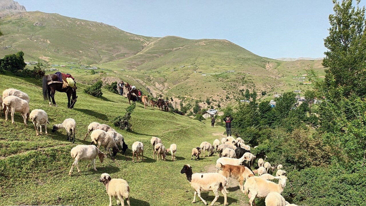 ۱۳۰۰ مورد تسهیلات به دامداران استان سمنان پرداخت شد