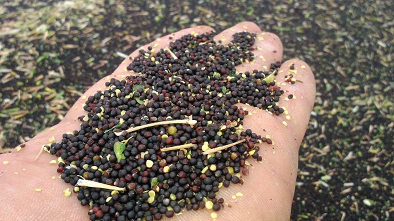 گلایه کلزا کاران گلستانی از پرداخت نشدن وجه محصول