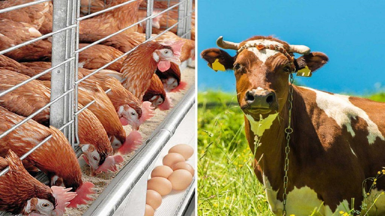 پرداخت تسهیلات بانکی به پرورش دهندگان دام و طیور