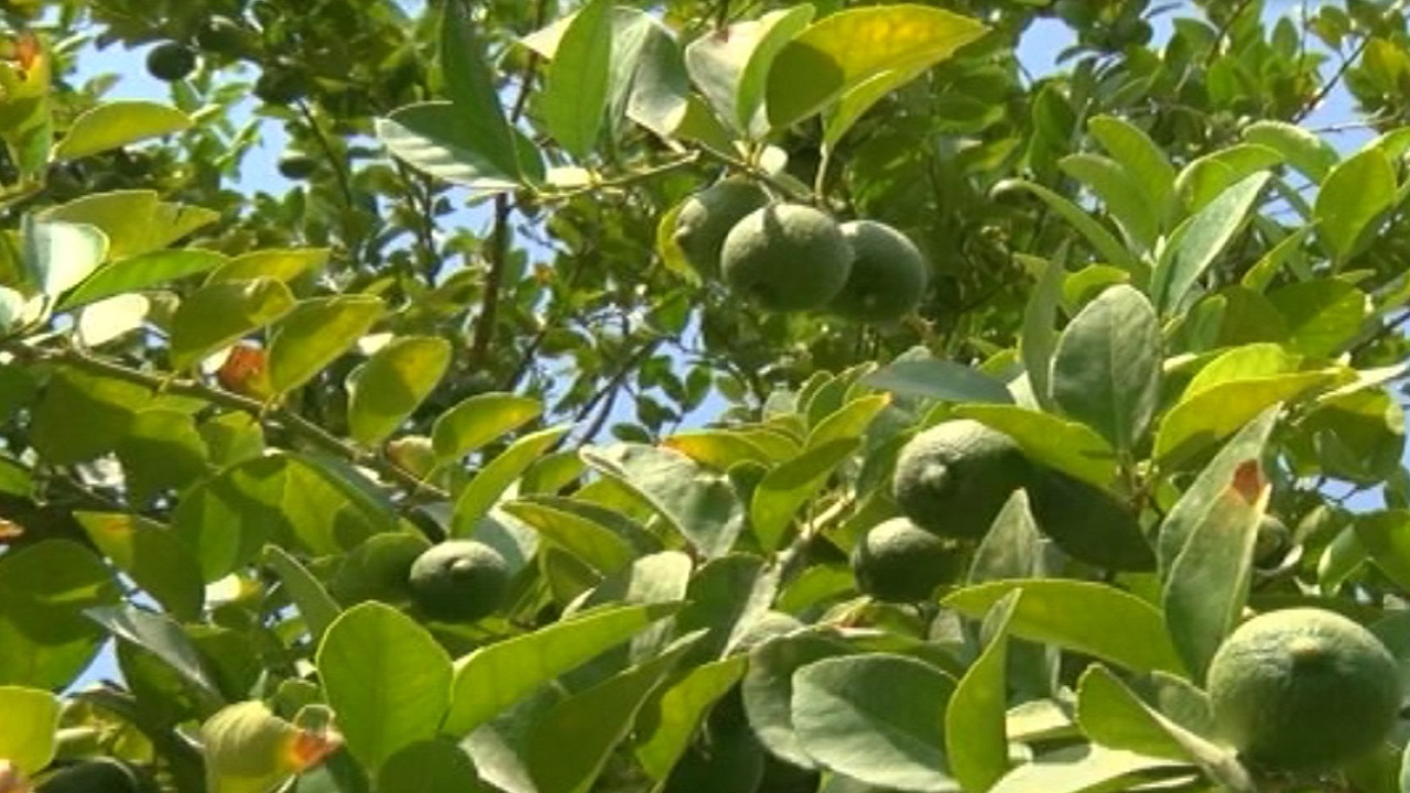 برگزاری جشنواره برداشت لیمو در بوشهر