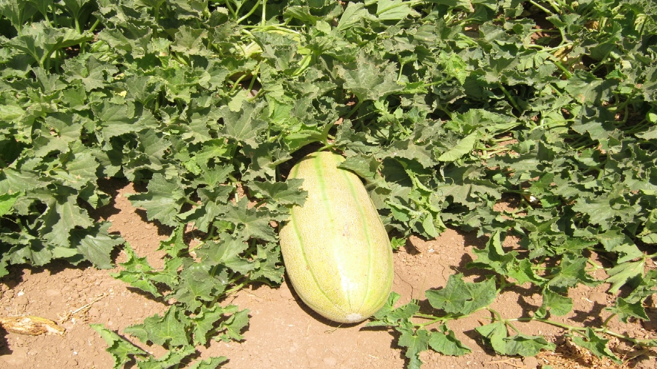 افزایش ۱۰ درصدی سطح زیرکشت خربزه در خوشاب