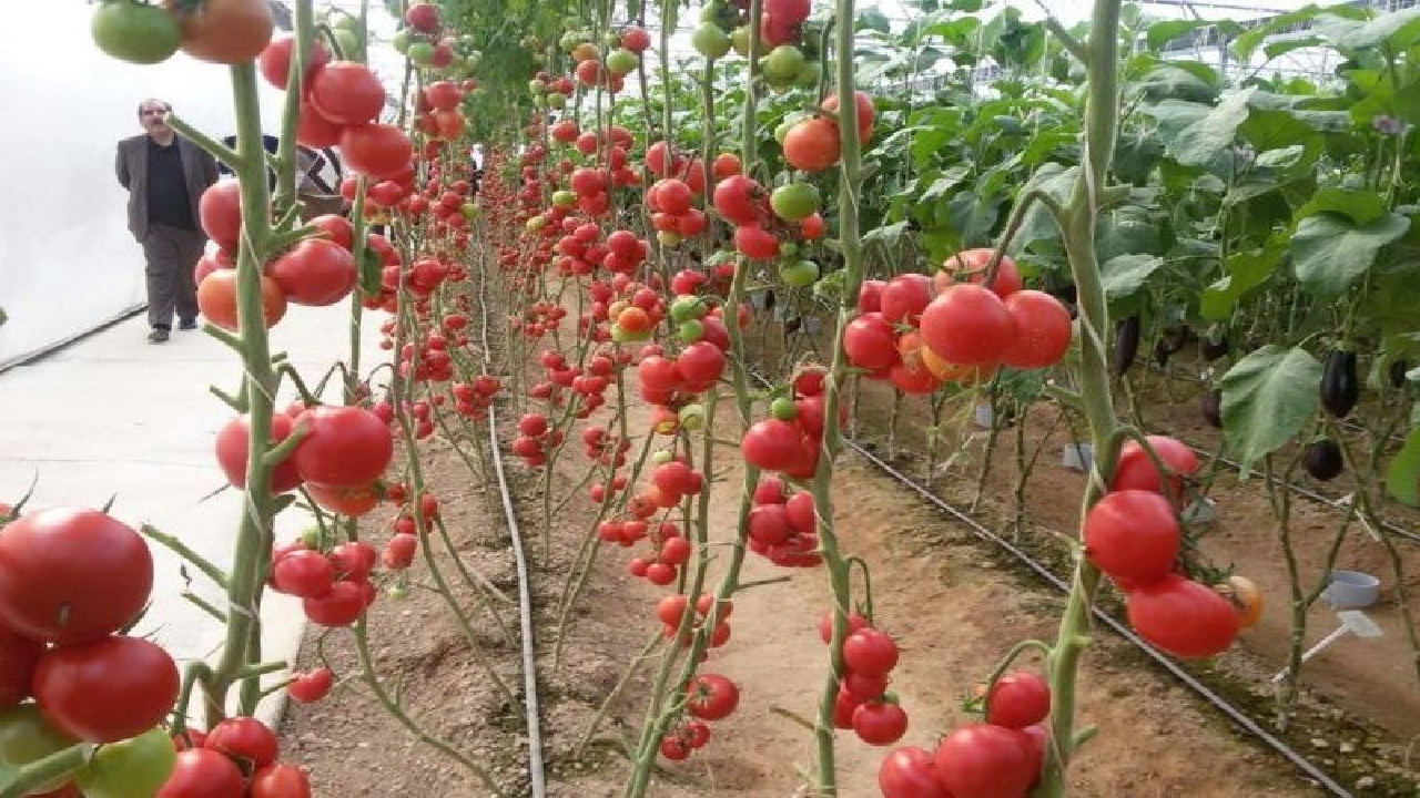 گلخانه داران شهرستان بهمئی در گیر و دار مشکلات مختلف