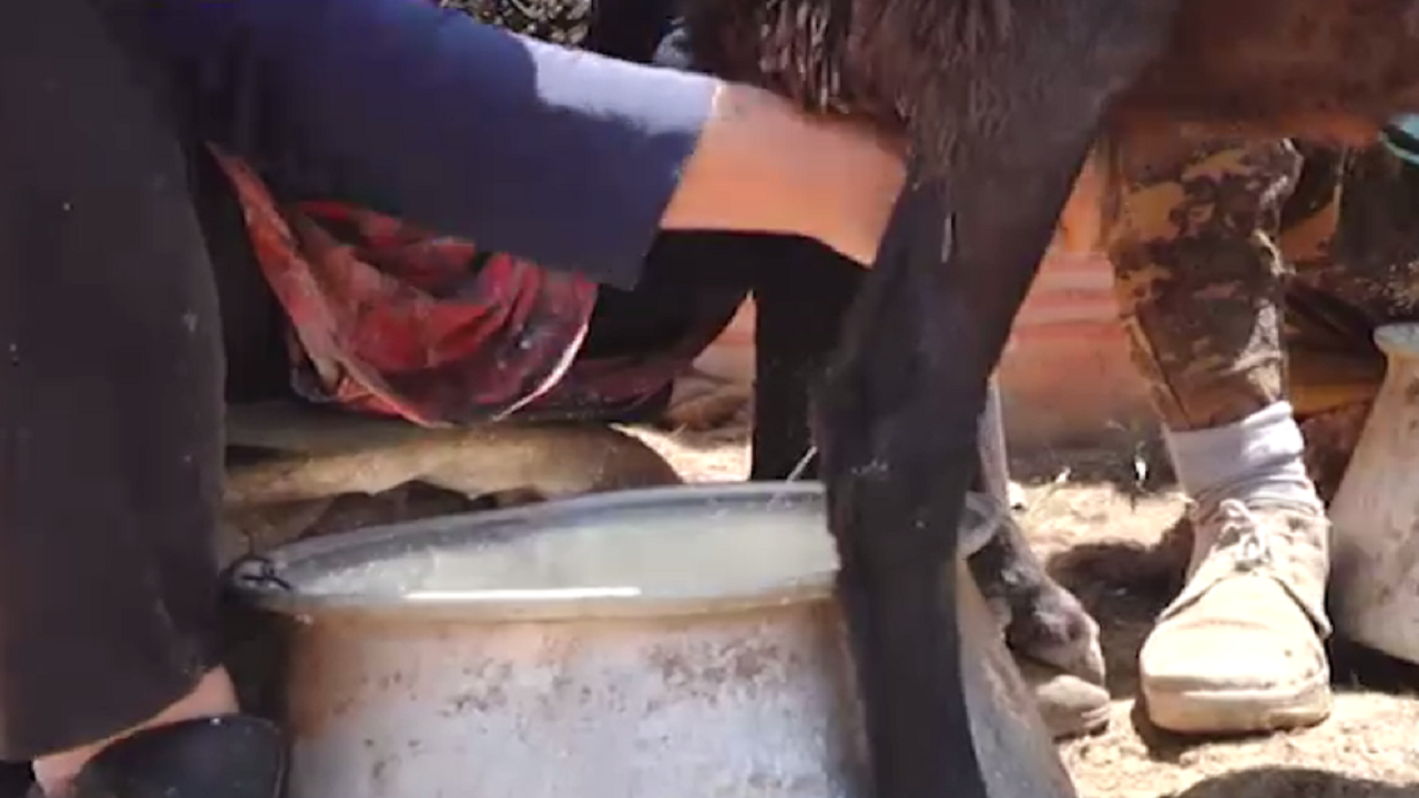 اجرای طرح تولید تجمیعی لبنیات گوسفندی در روستای نردین
