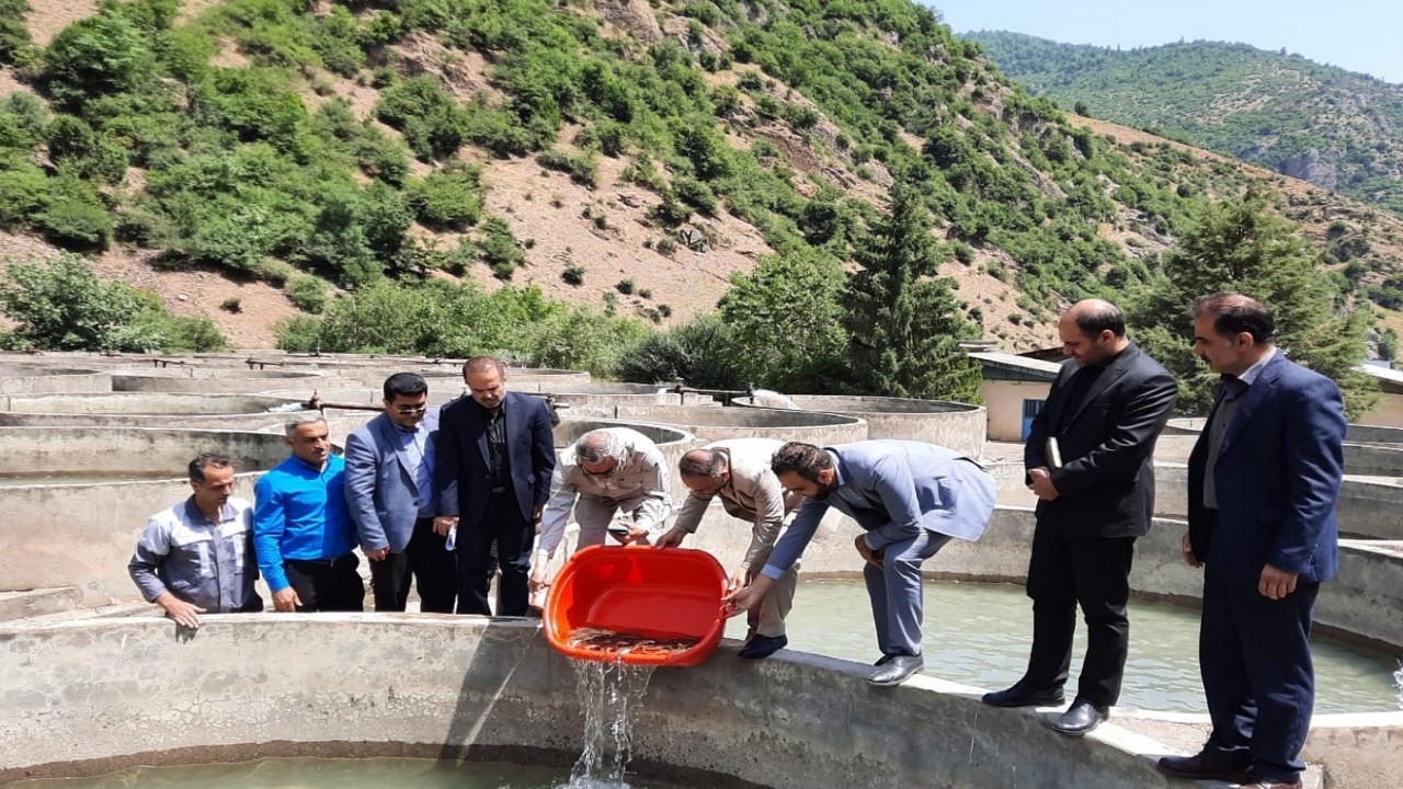 رهاسازی ۴۰ هزار بچه ماهی در مرکز بازسازی کلاردشت