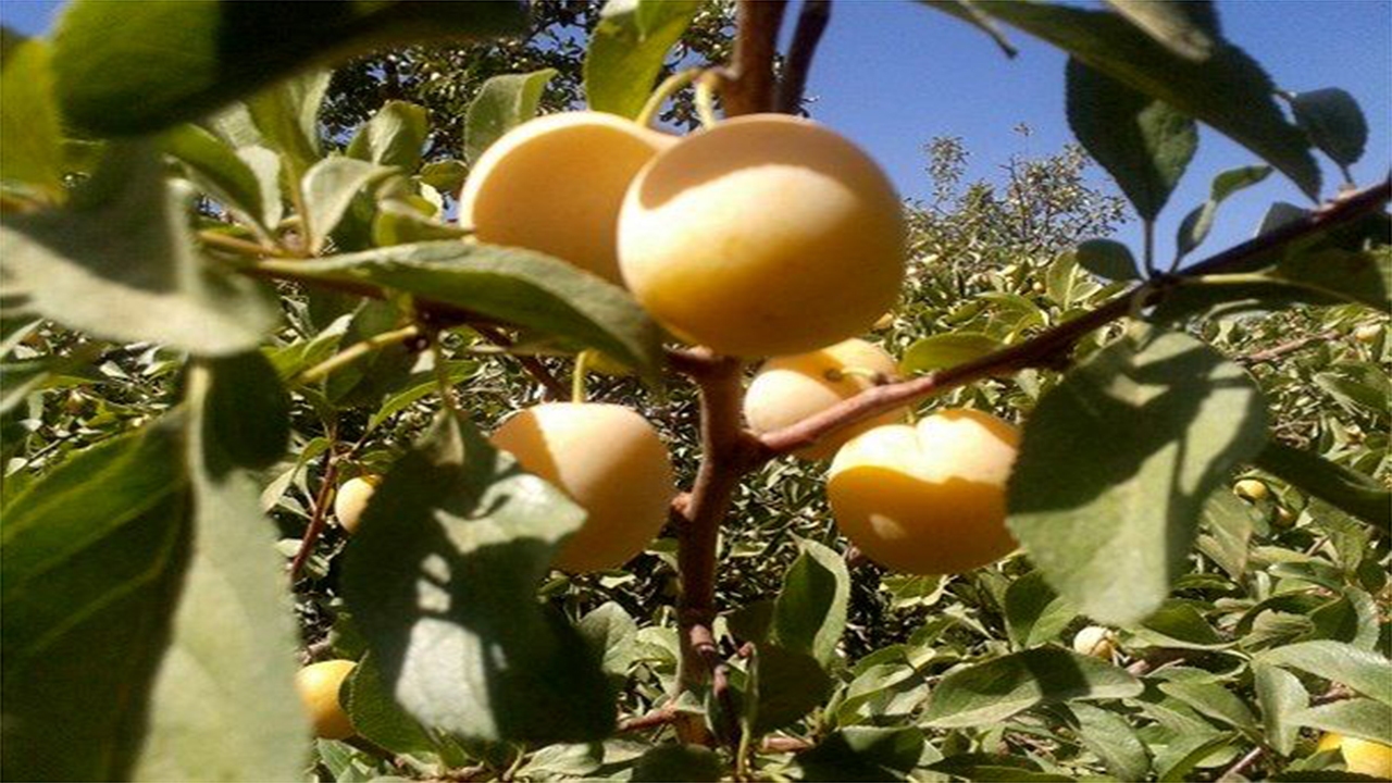 برداشت آلو در بیضا