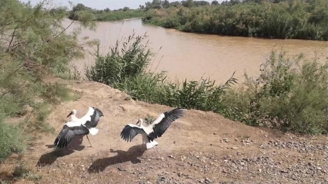 رهاسازی دو بال لک لک و دو قطعه گورکن در شهرستان پارس آباد