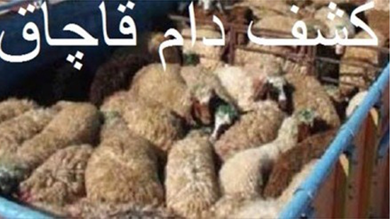 ۲۱۳ راس دام قاچاق از خنج به دُبی نرسیدند
