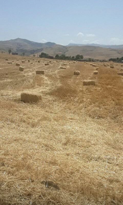 تصاویری از برداشت محصول گندم در موران