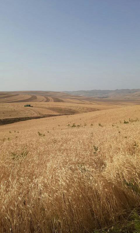 تصاویری از برداشت محصول گندم در موران