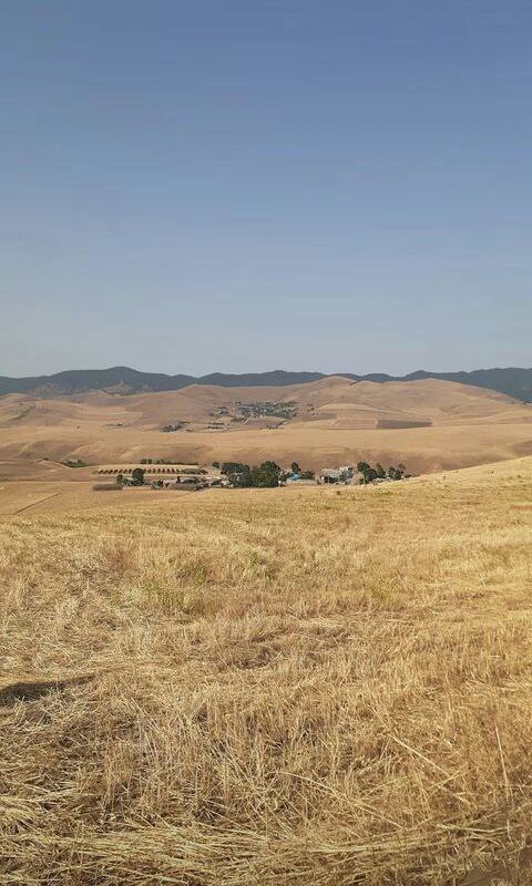 تصاویری از برداشت محصول گندم در موران