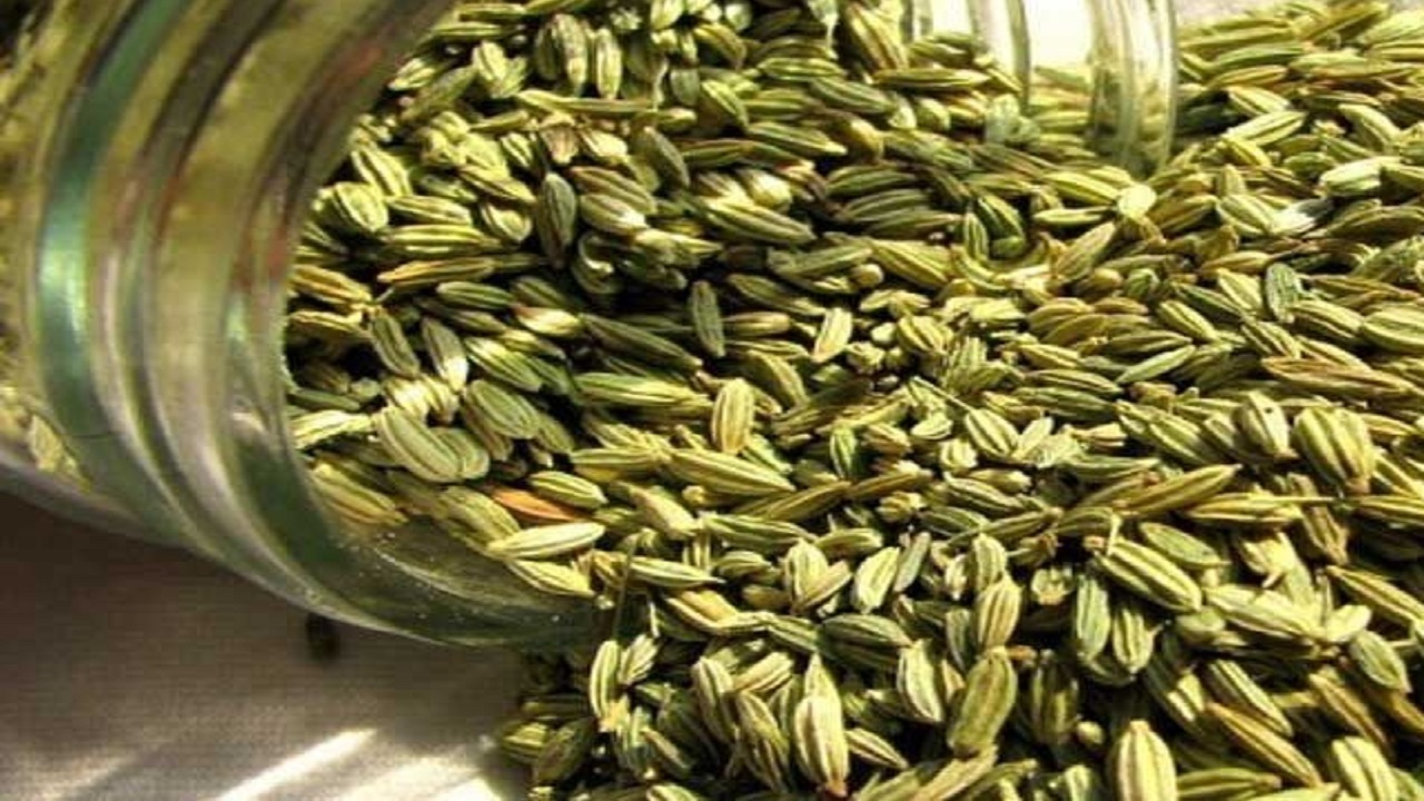 برداشت طلای سبز گل سر سبد گیاهان دارویی در مشهد