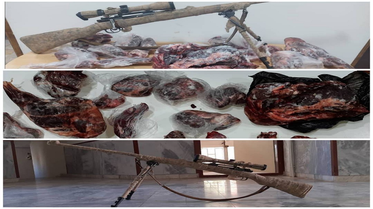 کشف اجزا بدن قوچ و میش وحشی از منزل متخلف