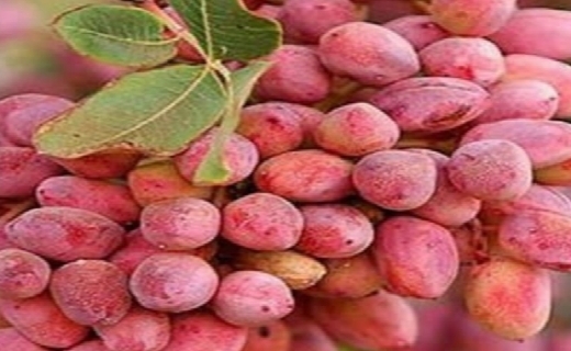 نادرترین پسته جهان در قلب چهچهه خراسان رضوی