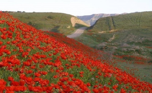 نادرترین پسته جهان در قلب چهچهه خراسان رضوی