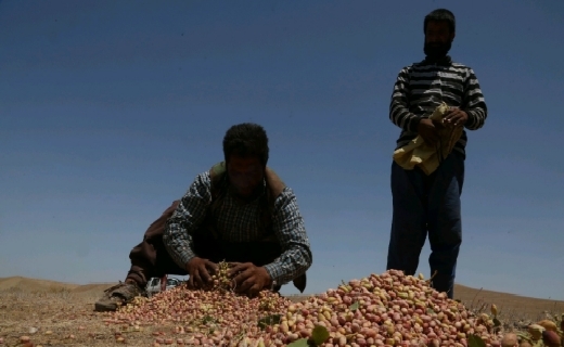 نادرترین پسته جهان در قلب چهچهه خراسان رضوی