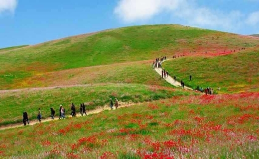 نادرترین پسته جهان در قلب چهچهه خراسان رضوی