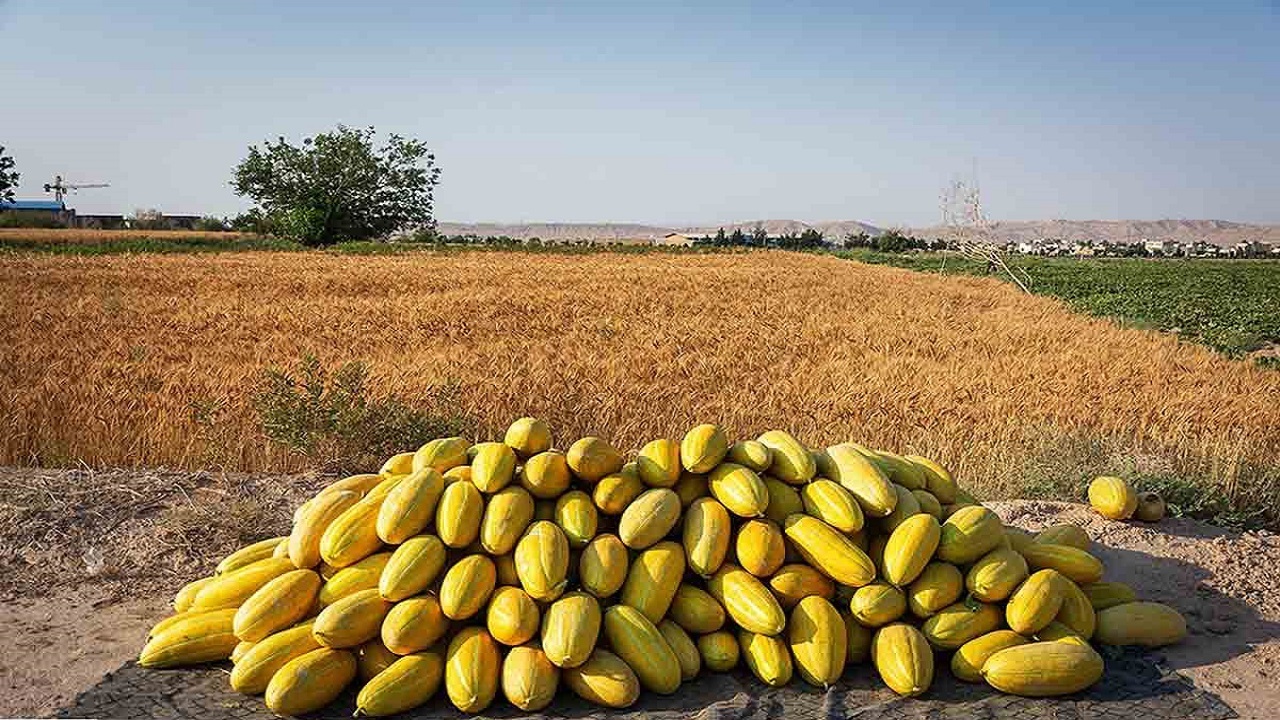 استفاده از روش های نوین آبیاری در مزارع خربزه تایباد+تصاویر