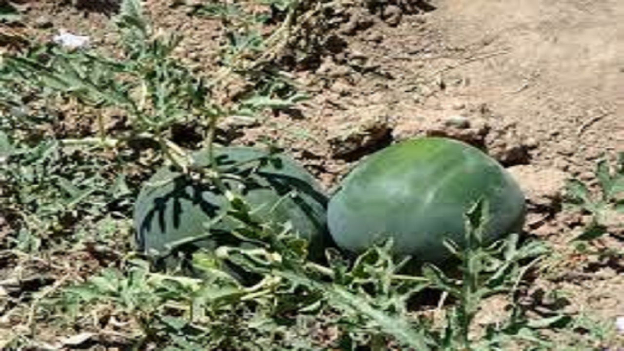 کشت هندوانه دیم از مزارع کشاورزی شهرستان البرز