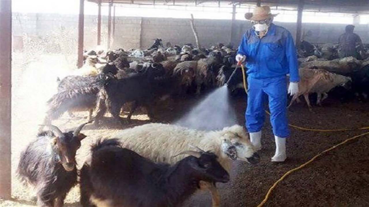 کشتارگاه‌های دام شهرستان کرمان سمپاشی شدند