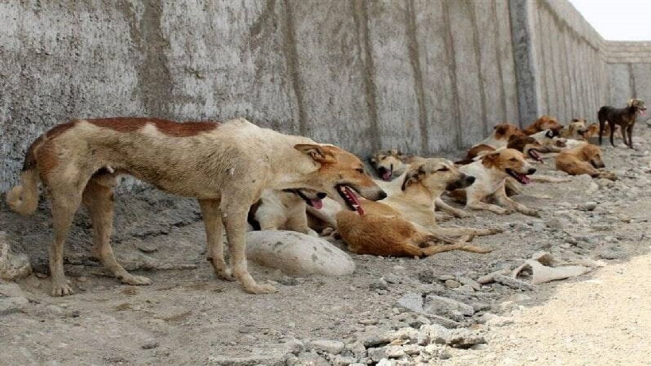 ولگردهایی که طعمههایشان کودکان هستند ولگردهایی که طعمههایشان کودکان هستند