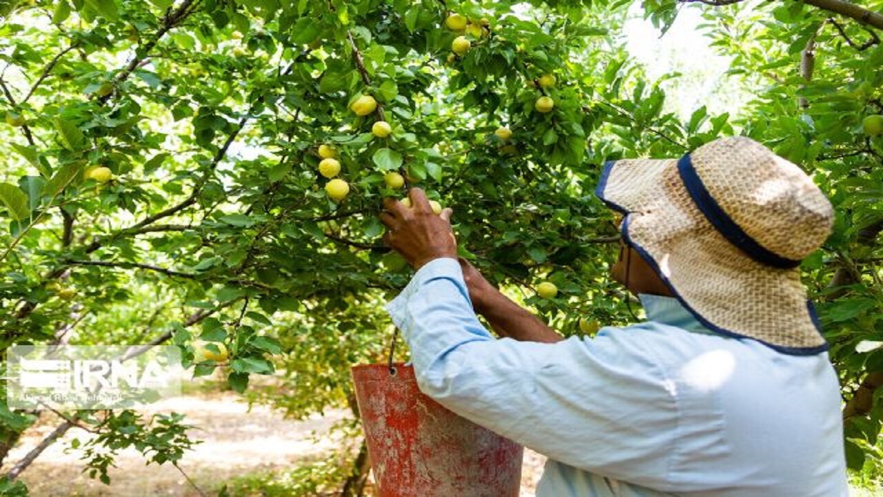 پیش بینی برداشت ۴۵۰ تن زردآلو از باغات بهار