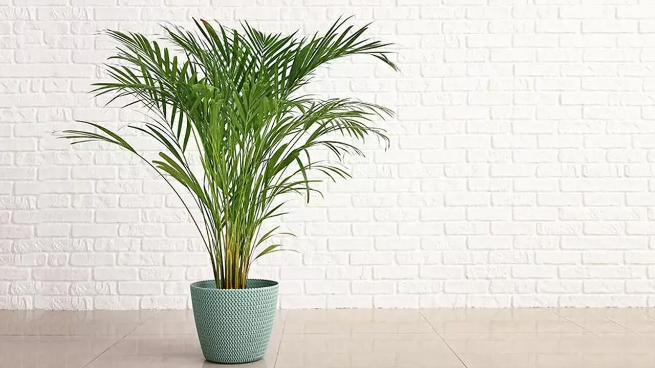 نخل اریکا را چگونه نگهداری کنیم؟ + فیلم
