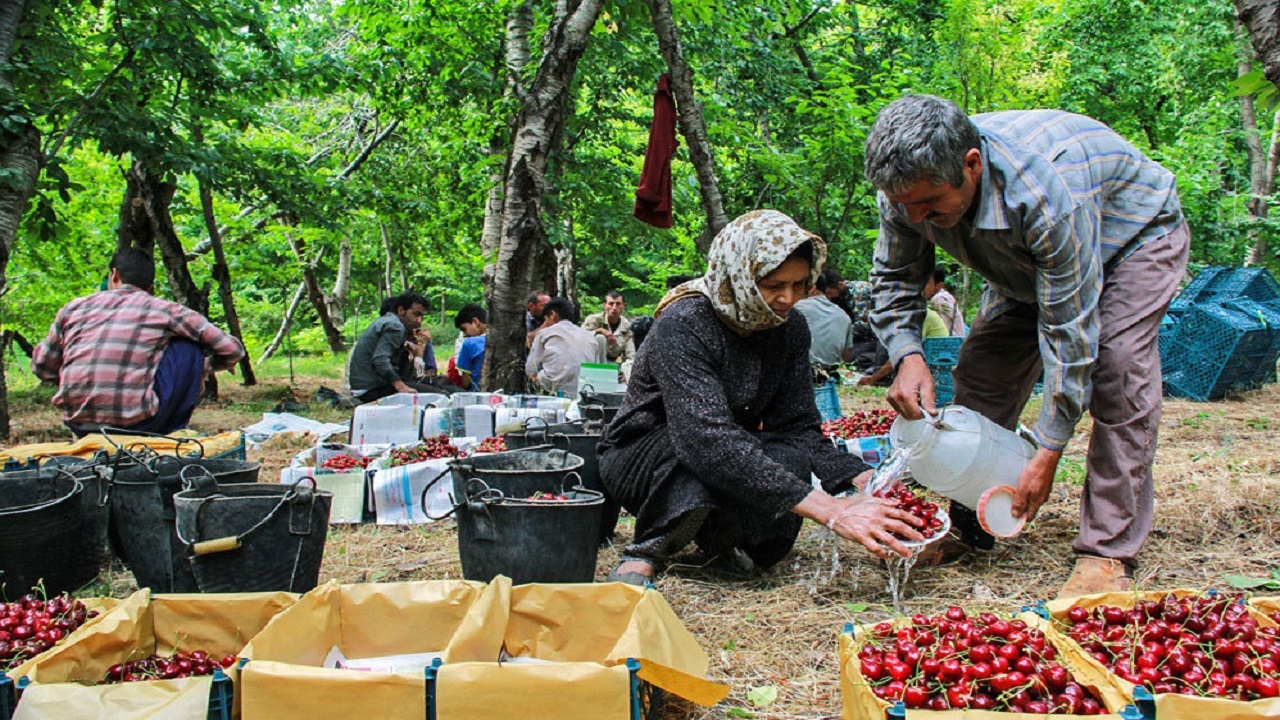 برداشت بیش از ۷ هزار تن آلبالو از باغ‌های استان همدان
